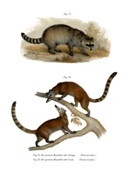 Waschbär, 1860