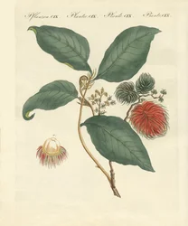 Rambutanbaum