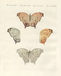 Seltene Schmetterlinge