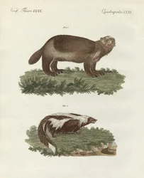 Seltene vierfüßige Tiere