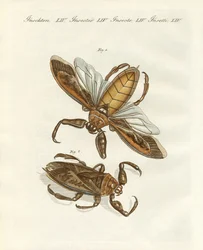 Seltene Insekten