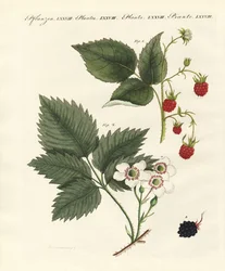 Himbeeren und Brombeeren