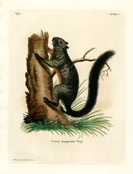Rotbauchhörnchen