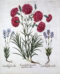 Rote Nelke und Lavendel, aus Hortus Eystettensis, von Basil Besler, veröffentlicht 1613