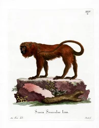 Roter Brüllaffe