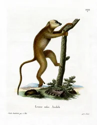 Roter Lemur