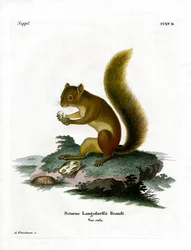 Rotes Eichhörnchen