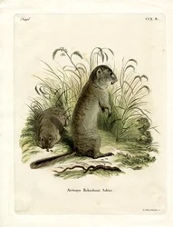 Richardsons Ziesel
