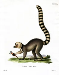 Katta