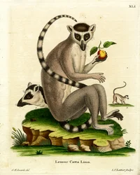Katta