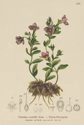 Felsen-Ehrenpreis (Veronica saxatilis)