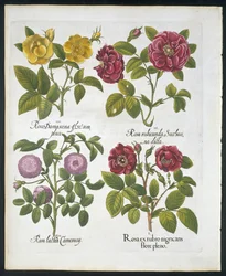 Rosen, Tafel 96 aus Hortus Eystettensis von Basil Besler (1561-1629), veröffentlicht 1613