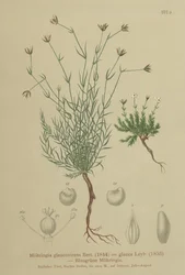Sandkraut