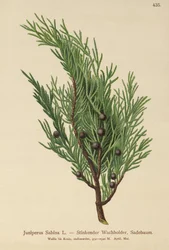 Sadebaum