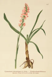 Kurzsporniges Duft-Knabenkraut