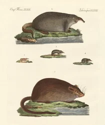 Spitzmäuse und Moschusmäuse
