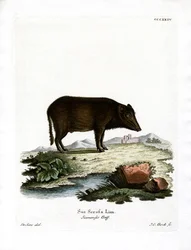 Siamesisches Wildschwein