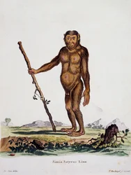 Simia satyrus, aus Säugetiere aus der Natur illustriert mit Beschreibungen, von Johann Christian Daniel von Schreber, Gravur von I Nusbiegel nach einer Zeichnung von De Seve