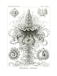 Siphonophorae