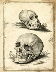 Schädel