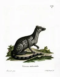 Kleine Indische Zibetkatze