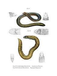 Kleinwurmleguan (Farblithografie)