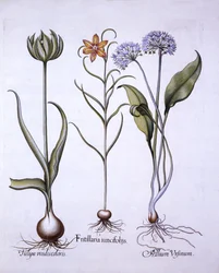 Schachbrettblume, Bärlauch und Tulpe, aus Hortus Eystettensis, von Basil Besler, 1613