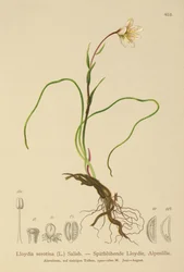 Snowdon-Lilie (Lloydia serotina, Gagea serotina, Lloydia alpina, Lloydia striata)