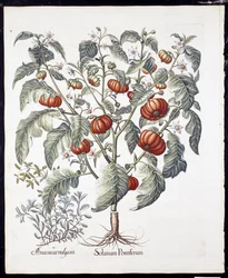 Solanum Pomiferum aus Hortus Eystettensis von Basil Besler (1561-1629), veröffentlicht 1613