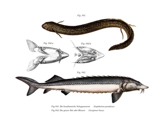 Südamerikanischer Lungenfisch