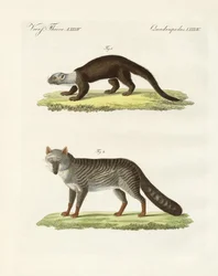 Südamerikanische Tiere
