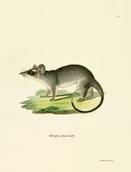 Südöstliches Vieraugen-Opossum