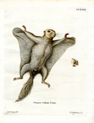 Südliches Flughörnchen