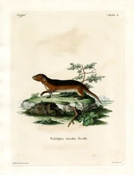 Südlicher Rotflanken-Opossum