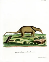 Südlicher Tamandua