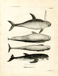 Delfinarten