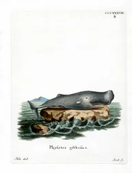 Pottwal
