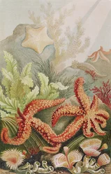 Seestern, Tafel aus Brehms Tierleben: Allgemeine Kunde des Tierreichs, Bd. 10, S. 528, veröffentlicht vom Bibliographischen Institut, 1893