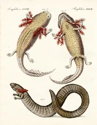 Seltsame Amphibien