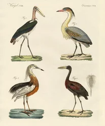 Seltsame Vögel
