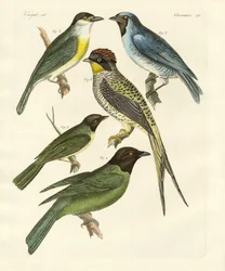 Seltsame Vögel