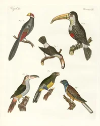 Seltsame Vögel