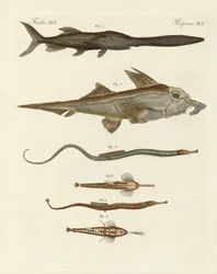 Seltsame Knorpelfische