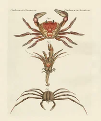 Seltsame Krebse