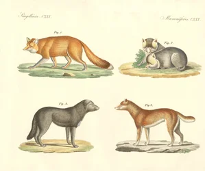Seltsame Hunde und Füchse