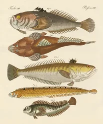 Seltsame Fische
