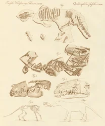 Seltsame Fossilien von vierfüßigen Tieren