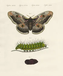 Seltsame Insekten