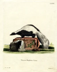 Streifenskunk