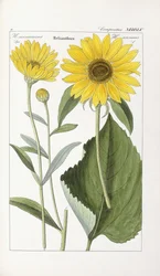 Sonnenblume